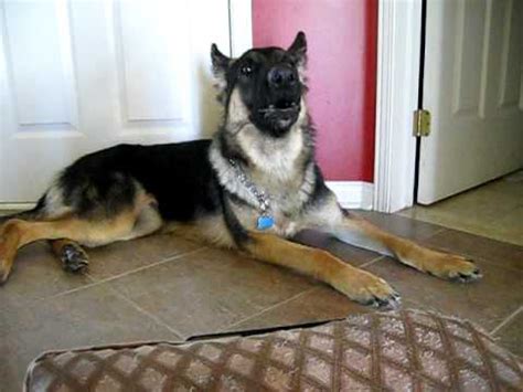 talking german shepherd video|german shepard talking video.